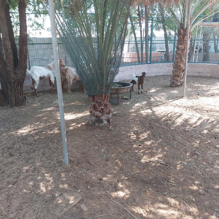 Al Maha Farm - Accommodation Dubai