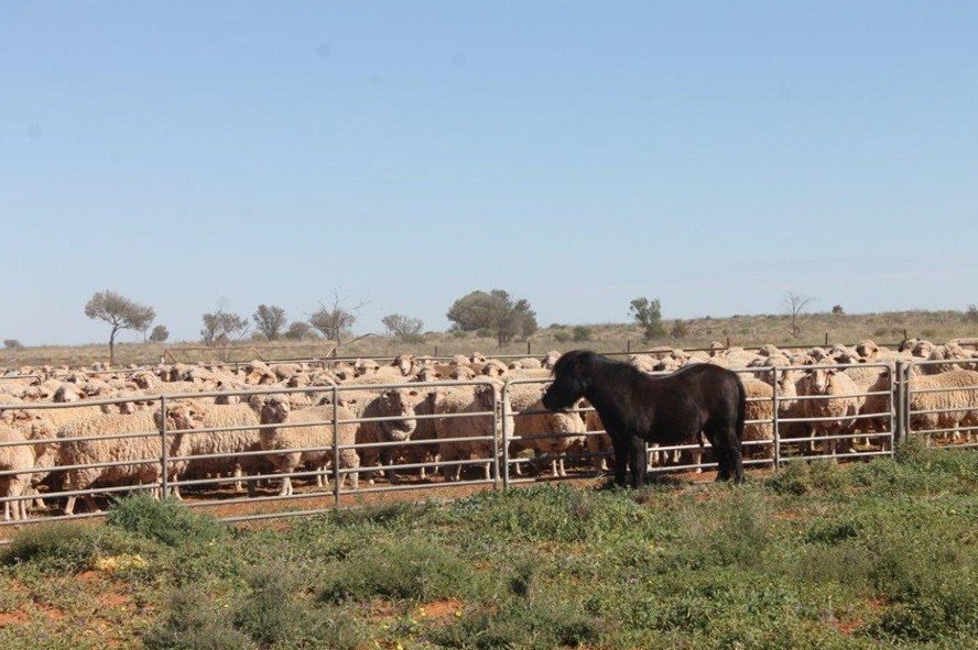 Farm Stays Milparinka NSW Accommodation Australia