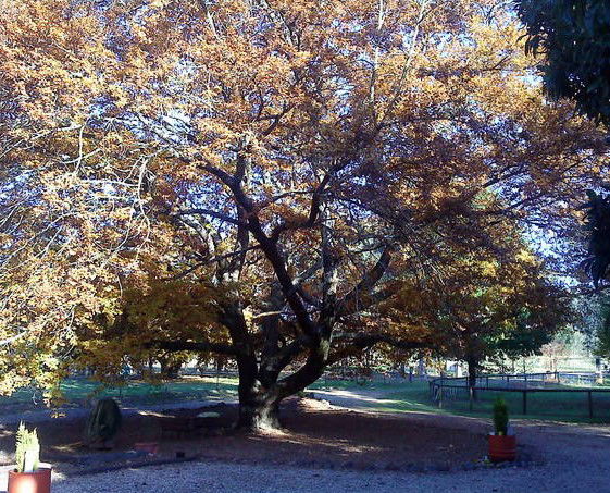 Lankeys Creek NSW South Australia Travel