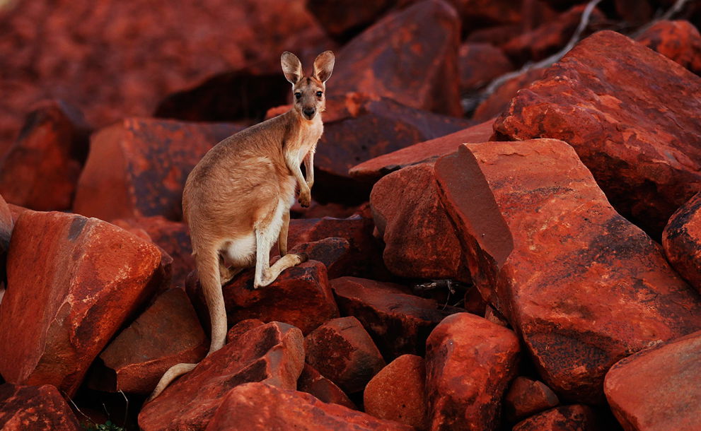 Dampier WA Tourism Cairns