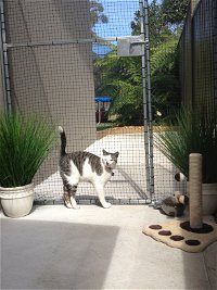 Caringbah Cat Hotel - Townsville Tourism