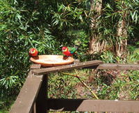 Tree Tops - Accommodation Yamba