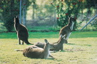 Tangkuinya - Wagga Wagga Accommodation