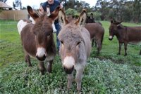 Donkey Tales Farm Cottages - Accommodation Australia