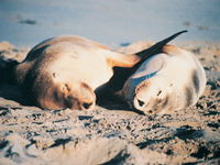 Island Beach Cabins - WA Accommodation