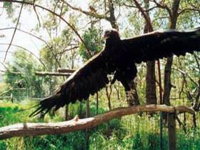 Curlew Hill Sanctuary - Townsville Tourism