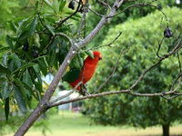 Bunya Mountains Accommodation Centre - Chalets And Holiday Homes - Accommodation Cairns