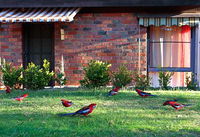 Crimson Villa - Yarra Valley Accommodation