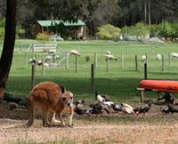 Diamond Forest Cottages and Farm Stay - Accommodation Tasmania