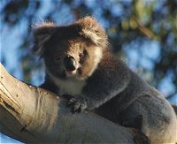 Bimbi Park Camping Under Koalas - Great Ocean Road Tourism
