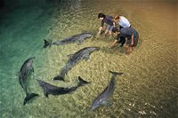 Tangalooma Wild Dolphin Resort - C Tourism