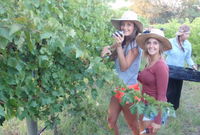 McLaren Vale Backpackers - Whitsundays Tourism