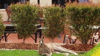 Alpha Canberra Hotel and Apartments - Lightning Ridge Tourism