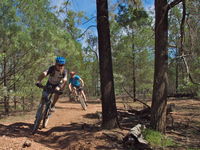 Back Yamma State Forest - Accommodation Australia