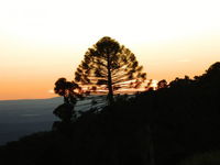 Bunya Mountains Accommodation Centre - Accommodation Tasmania