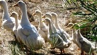 Duck Duck Goose Bed and Breakfast - Mackay Tourism