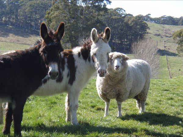 Black Springs NSW Phillip Island Accommodation