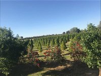 Rutherglen Christmas Trees Farm Stay - Accommodation Cooktown
