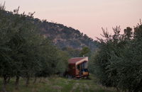 Shacky in the Olive Grove - C Tourism