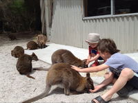 The Patriarch Wildlife Sanctuary Camping Ground - Accommodation in Surfers Paradise