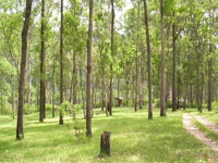 Nymboida River campground - ACT Tourism
