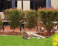 Alpha Canberra Hotel - Kingaroy Accommodation