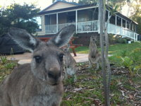 Bush and Bay Cottage - Redcliffe Tourism