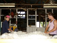 Pelican Sheep Station - Whitsundays Tourism