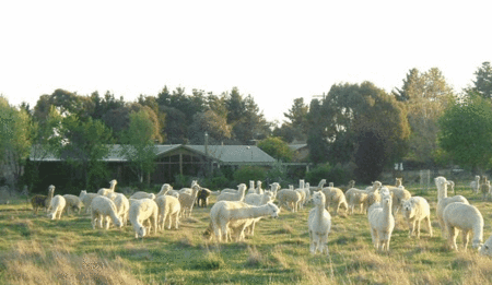 Glenhope Alpacas Self Contained Bb/farmstay - Townsville Tourism