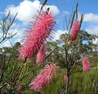 Wongan Hills Caravan Park - Accommodation Mt Buller