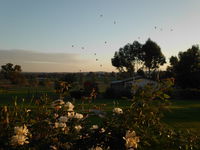 Belubula Cottage Canowindra