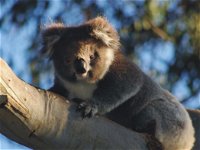 Bimbi Park Camping Under Koalas - Accommodation Sydney