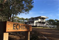 Echidna on Bruny - Tourism Brisbane