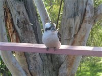 Kookaburra Dreaming - Townsville Tourism