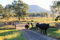 Tommerups Dairy Farmstay - Townsville Tourism
