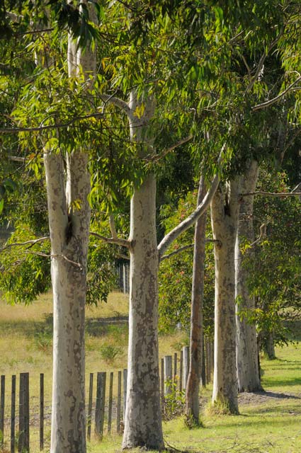 Sarsfield VIC Lennox Head Accommodation