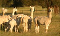 Waterfall Way Farmstay - QLD Tourism