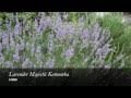 Lavender Majestic - Accommodation ACT
