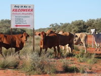 Kilcowera Station - Australia Accommodation