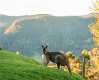 Spring Creek Mountain Cafe and Cottages - New South Wales Tourism 