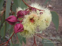 Myall Park Botanic Garden - Accommodation Newcastle