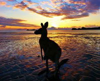 Cape Hillsborough Nature Tourist Park - Accommodation NSW