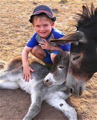 Destiny Boonah ECO Cottages and Donkey Farm - Australia Accommodation