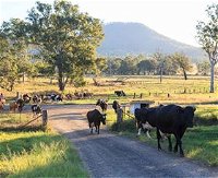 Tommerups Dairy Farmstay - New South Wales Tourism 