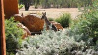 Kangaroos in the Top Paddock - Hotel Accommodation