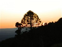 Bunya Mountains Accommodation Centre - New South Wales Tourism 