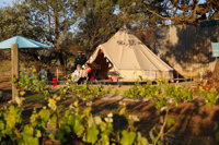 Grapevine Glamping - New South Wales Tourism 