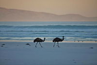 Thomas River Shire Reserve Camp at Cape Arid National Park - Tourism Bookings WA