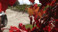 Under the Vines - Sunshine Coast Tourism