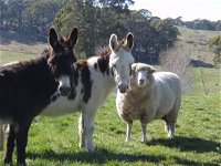 Avaleigh Elms Farmstay - Melbourne Tourism